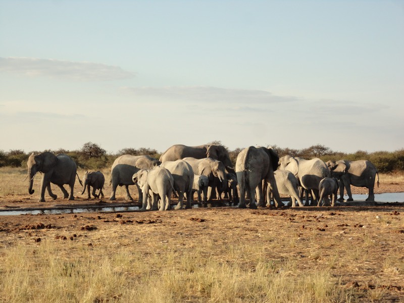 Elephant gathering