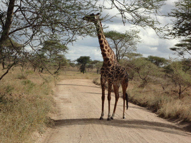 Maasi giraffe
