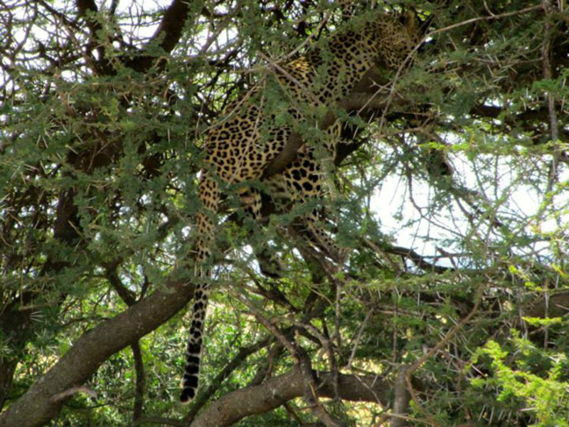 The only Leopard in the Serengeti