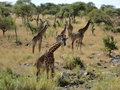 A tower of giraffes