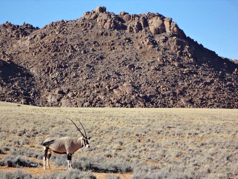 Oryx stands alone