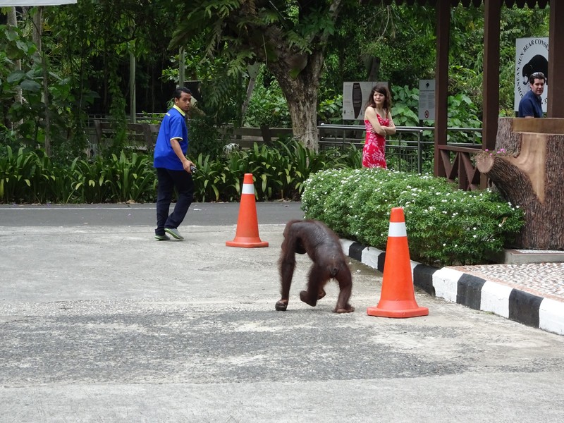 Oranguatan on the loose