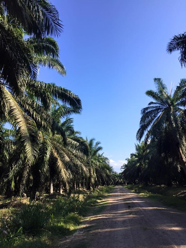 Fields of Palms