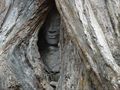 Hidden Buddha