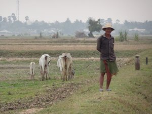 Farmer tends to his cows