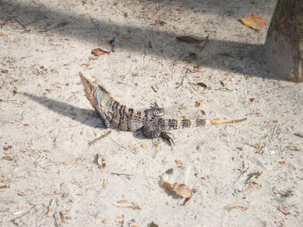 One of the many hundreds of lizards on the beaches of Manuel Antonio