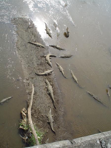 Crocodiles from a bridge on the road to Manuel Antonio