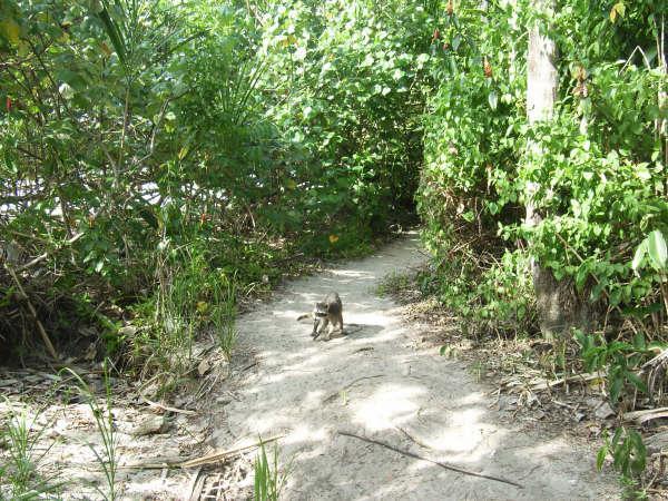 A Coati on the path through the National Park