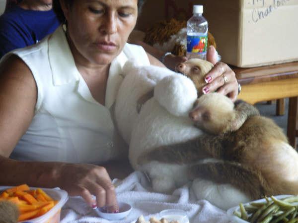 Baby sloths being fed