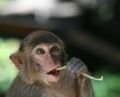 Macaque Munching