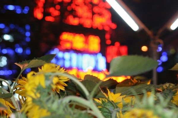 Sunflowers and Neon