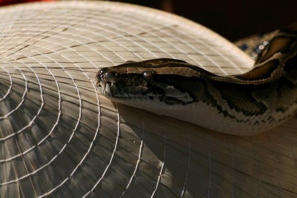 Snake on a Hat