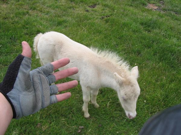 A Tiny Horse