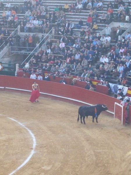 Bullfight!
