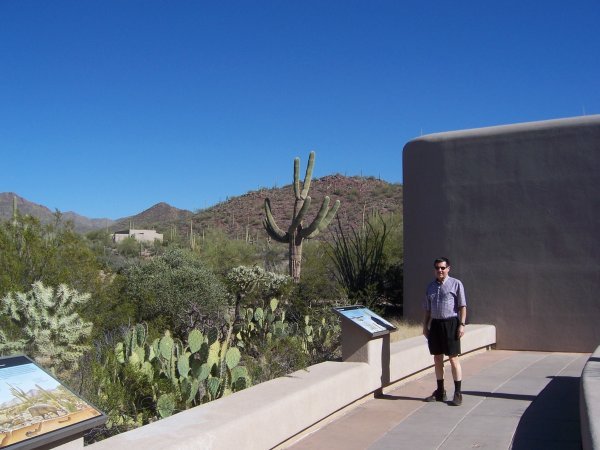 Saguaro cactus park.