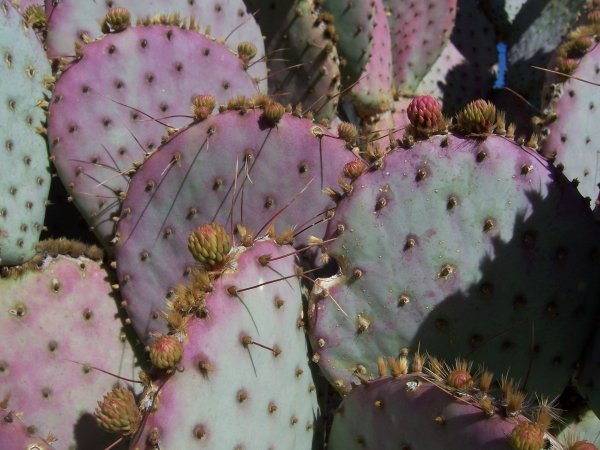 Cacti closeup
