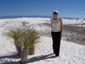 Buried tree at White Sands