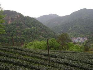 Lined with Tea Plants