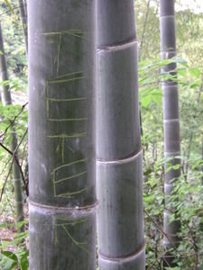 Teter in the Bamboo