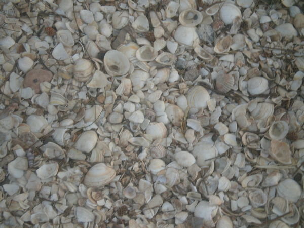 shells on the ground