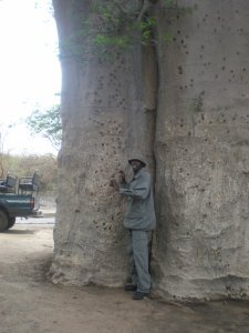 guide in front of Baobab tomb