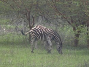 zebras!!