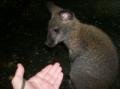 Wallaby and me