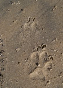 Dingo tracks