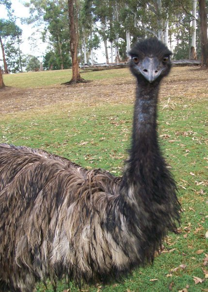 Emu!