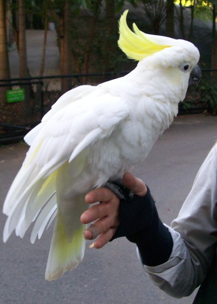 Lady the Cockatoo