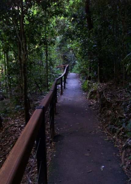 Path thru the Jungle