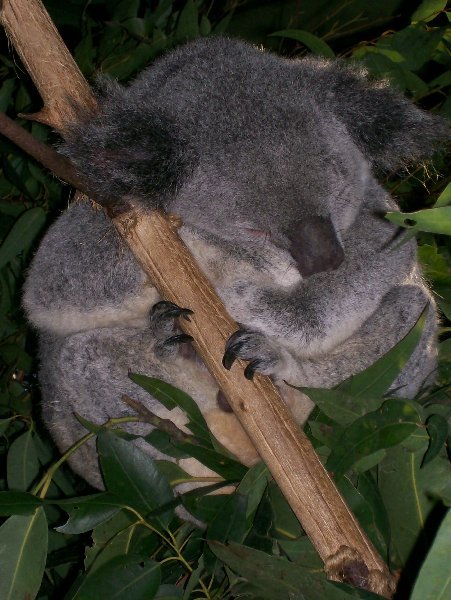 Crashed Koala