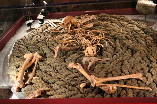 Skeleton in Bob Bullock Museum