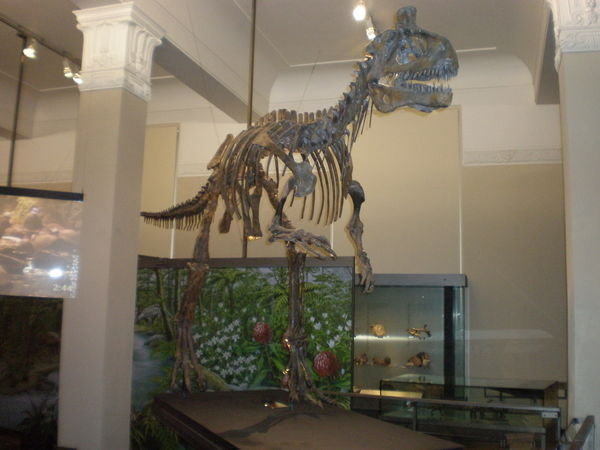 T Rex skeleton