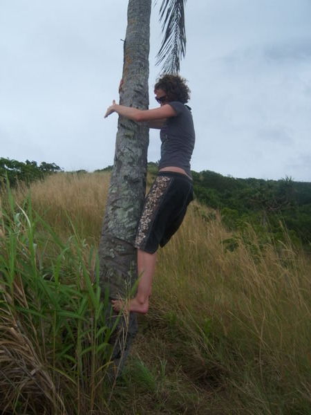 Climbing a palm tree - i got to the top.. honest