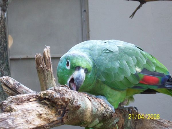 Green macaw (T-Rex?)