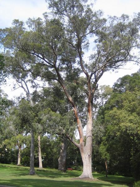 Botanical Gardens - Eucalyptus