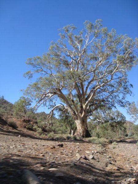 Gum tree in Flinders