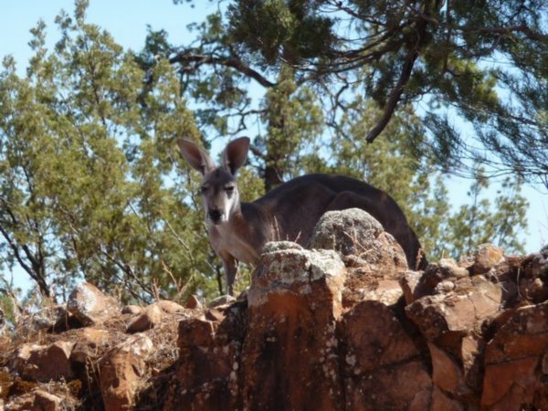 Mama kangoeroe