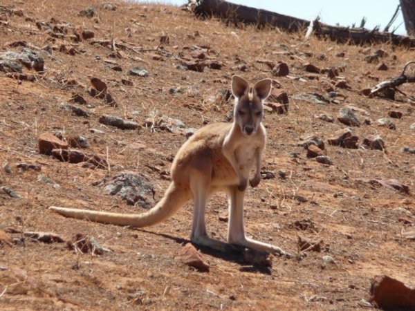 Joey kangoeroe