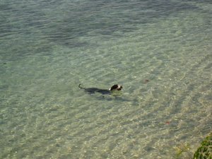 Snorkelende Deense Dog