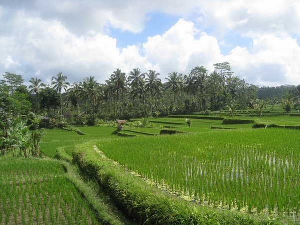 Fietsen door de rijstvelden