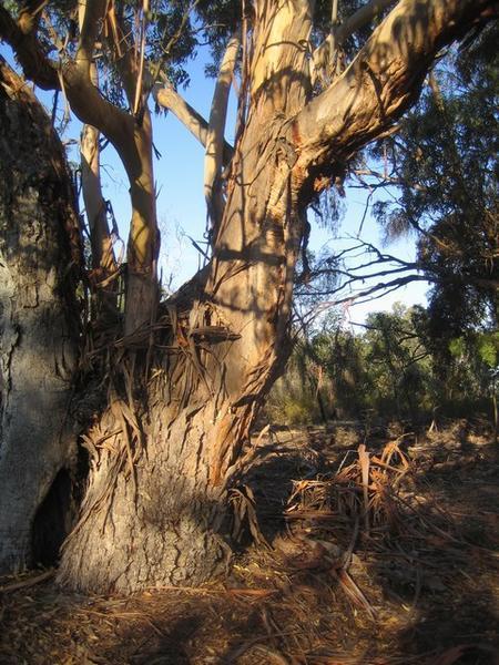 Eucalyptusboom