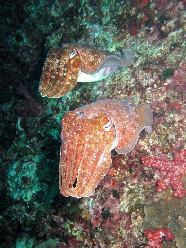 paartje cuttlefish