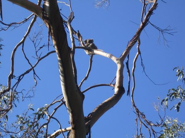 Rob op koalajacht