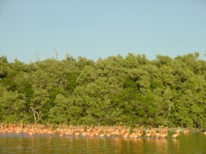 Flamingo-tour