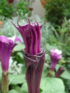 Purple Horn of Plenty