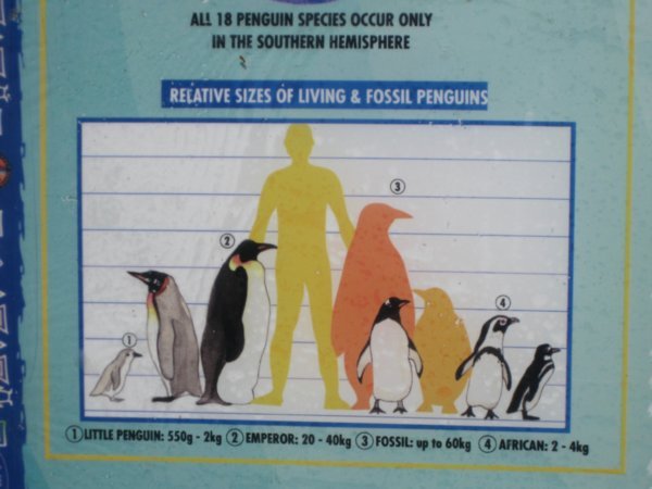 Pinguins graph
