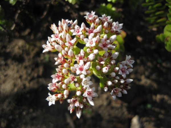 Crassula fasciculiaris