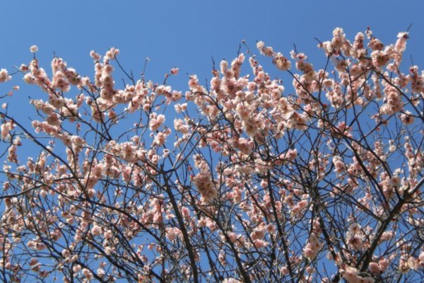 More Sakura